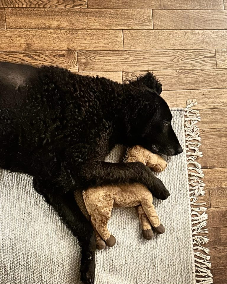 Pies odpoczywający spokojnie w domu, przytulony do zabawki